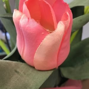 Meet your Posher, Florecita